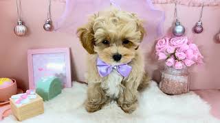 ハーフ犬の動画01