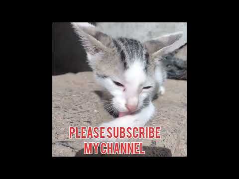 😽😽😽😽Cute cat 😽😽😽