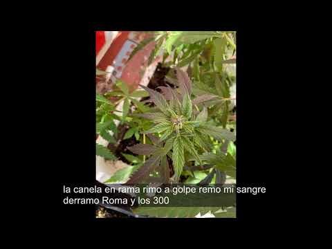 HELLO MOTO  (Prod:lildiegx)