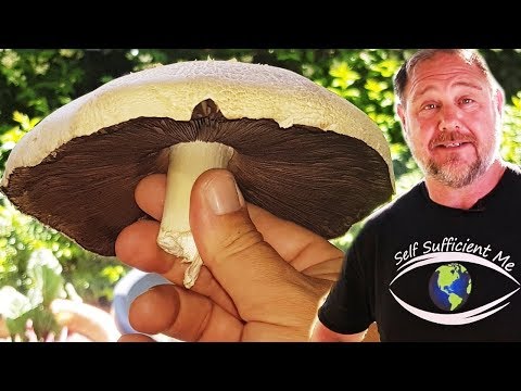 download lagu mp3 mp4 Wild Mushroom Buyers Near Me, download lagu Wild Mushroom Buyers Near Me gratis, unduh video klip Wild Mushroom Buyers Near Me