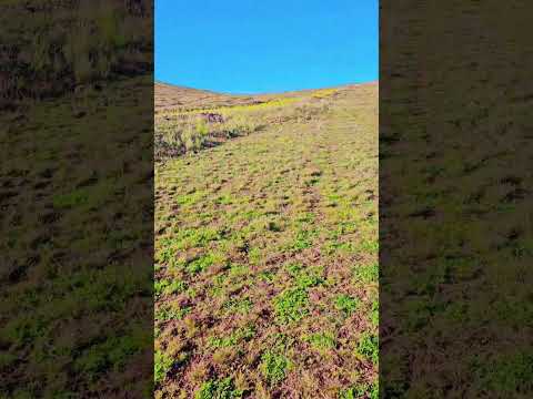 la paz bolivia 🙌  pucarani #tirone vidabella de campo #movimientoelamorhacealmundogirar #viralvideo