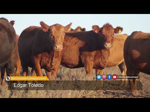 Edgar Toledo, presidente de la Sociedad Rural de Alvear, en Corrientes