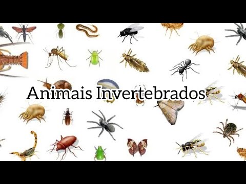 Animais invertebrados: moluscos, anelídeos, artrópodes, celenterados, equinodermos e esponjas