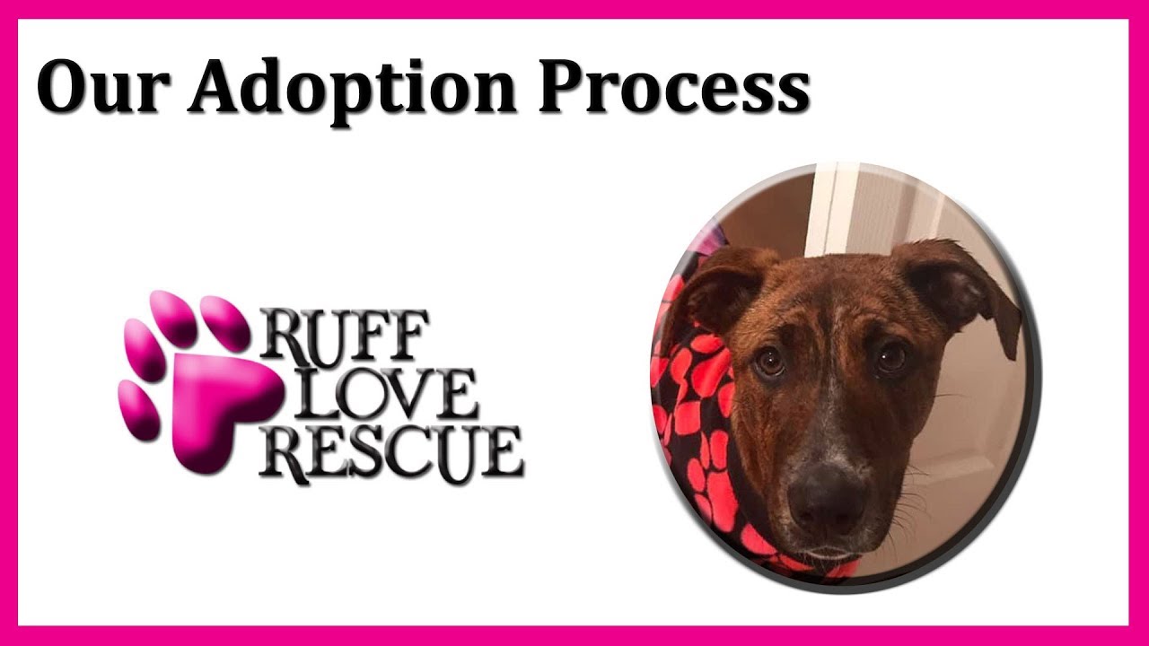 Ruff Love Rescue Adoption Process