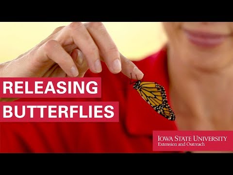 How to Release Monarch Butterflies
