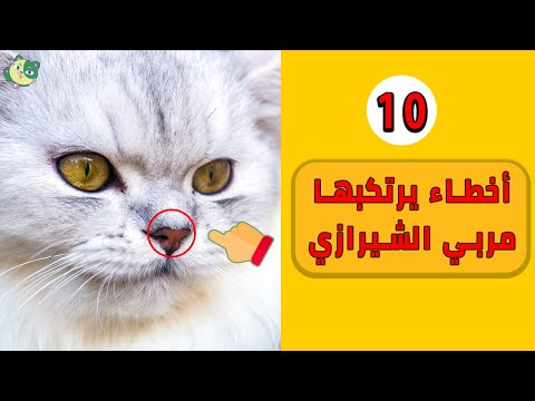 , title : '10 أخطاء يرتكبها مربي القطط الشيرازي'
