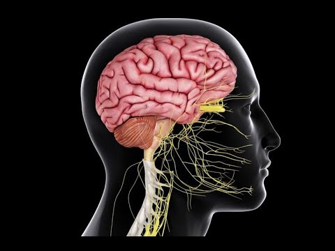 Physiology | CNS |  lecture 7 | Thalamus,hypothalamus,Limbic system,Sleep & EEG| 10.5.2018|