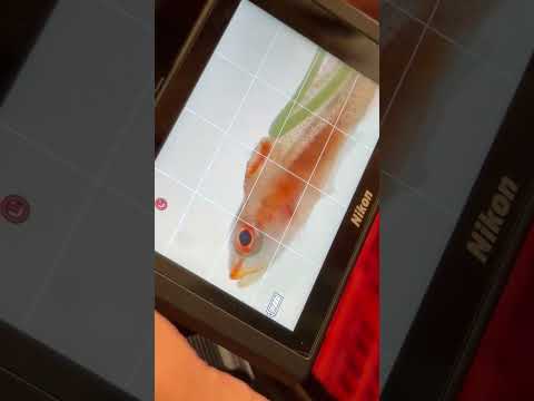 Copepod ectoparasites of fishes