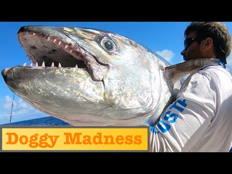 Fishing Secret Spots in Seychelles - Jigging and Popping Expedition!