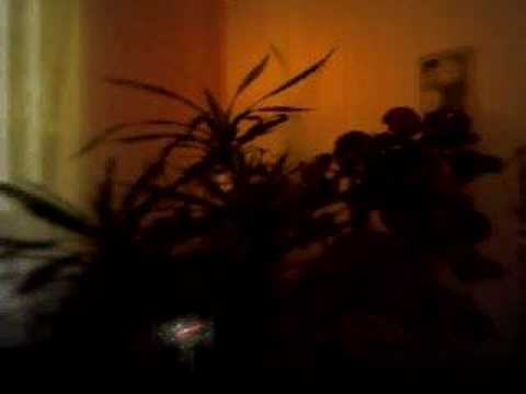 Blerim Hajra - Ty Askush S'mundet me t'bind