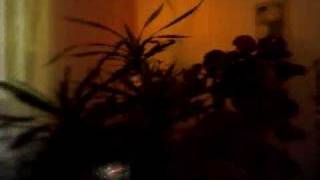 Blerim Hajra - Ty Askush S'mundet Me T'bind