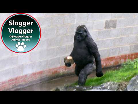 Curious Gorilla Shufai Investigates the Unknown