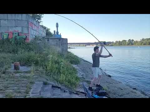 Feierabendangeln am Rhein – Feeder & Grundangeln mit Wurm