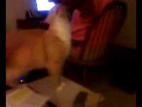 This is my best friends cat named Tanner