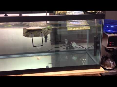 40 Gal Turtle setup