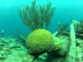 Scuba diving the "Constellation" in Bermuda