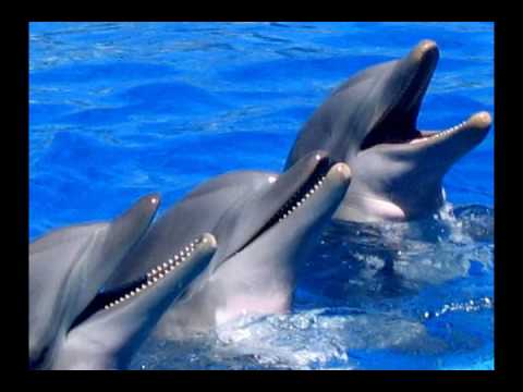 Stephen Schlaks   -  El delfin azul.