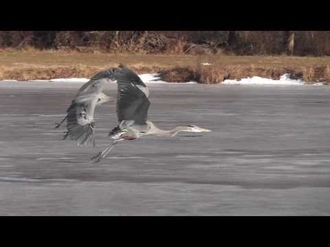 Great Blue Herons fight - Sea Gull got her fish back