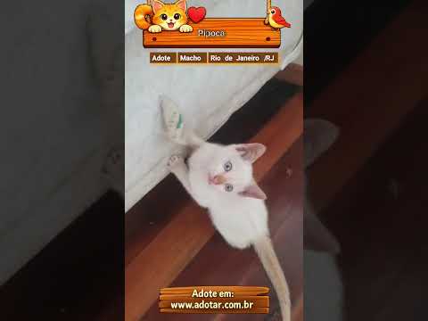 Vídeo de Pipoca 