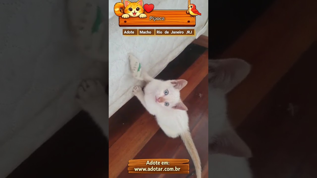 Gato raça SRD-ViraLata idade 2 a 6 meses nome Pipoca 