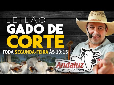 ANDALUZ LEILÕES - LEILÃO DE GADO EM GOIÁS - SEGUNDA -FEIRA I 01/12/2025