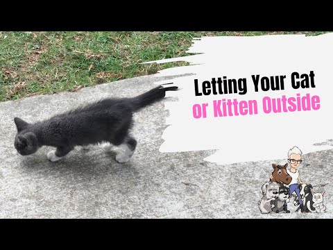 Episode 41: Letting Your Cat or Kitten Outside for the First Time