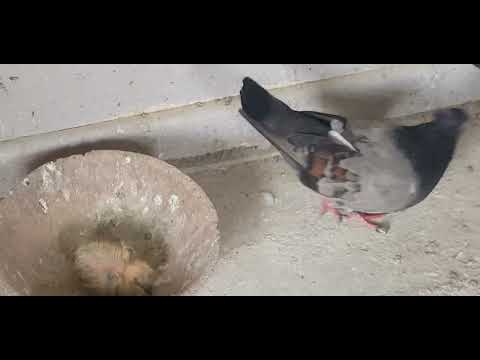 Serbian Highflyers Melbourne Australia clean up and a feed Srpski Visokoletac Pigeons Birds