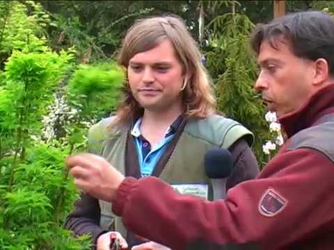 Japanische Ahorne - Teil 1: der Schnitt