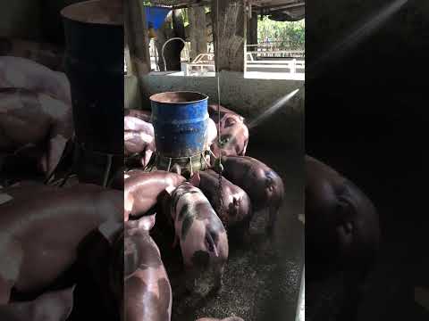 Granja gf suinos em Itapipoca Ce a máquina da suinocultura do nordeste 🚀🚀🚀🚀