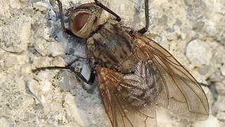 The Cluster fly
