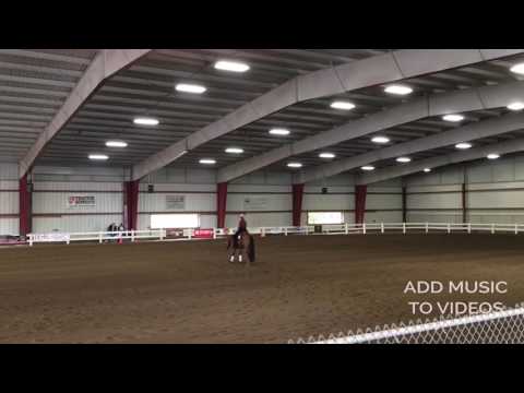 Dunkissedmywranglers aka Bob 2011 NRHA AQHA gelding