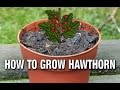How to Grow a Hawthorn from Seed