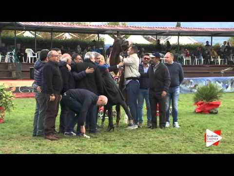 1st Place N.35 ALIAH IA - Arezzo 2015 - Senior Mares Championship (Class 19)
