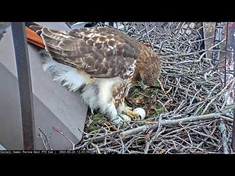 Big Red Lays Egg #3! #CornellHawks – March 24, 2020
