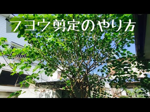 春に剪定する植物はどれですか？ 3月・4月に伐採する樹種は5群  庭園