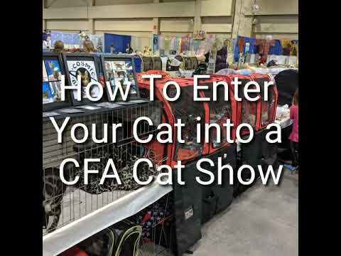 How to Register into a CFA cat show