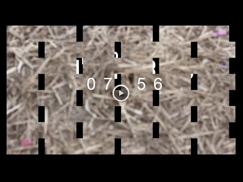 THE JUJUJUs live @ Fuchsbau Festival 2014