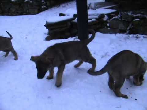 Q vrh z údolí Úpy