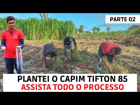 Planting Tifton 85 Grass (Cutting seedlings/Spacing/Digging/Fertilizing) Part 02