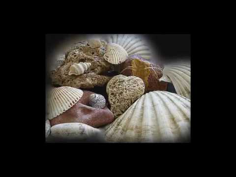 Conchiglia bianca - Francesco Munaò