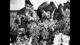 Bracero ~ David C Kendall w/ California Breezes (Phil Ochs cover)