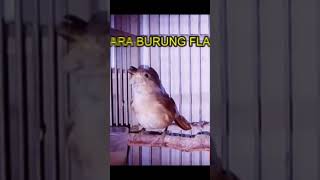 Download lagu MASTERAN BURUNG FLAMBOYAN GACOR #kicaumania #gacor #burungkicau mp3