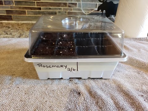 Starting Rosemary Seeds