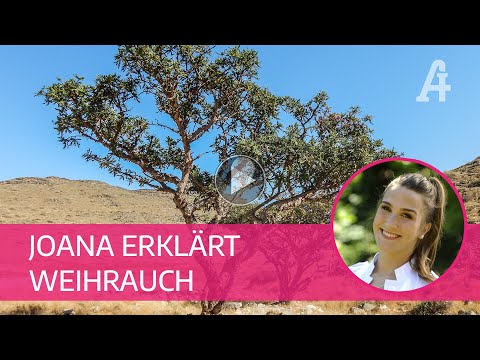 Apotheker-Gall - Joana erklärt den Weihrauch