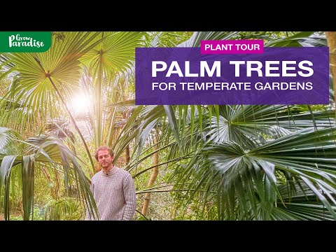 PALMS | Rare, Fast growing & Hardy species