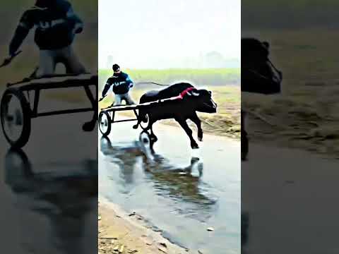 jhota race #shortvideo #subscribe
