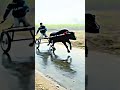 Jhota Race Shortvideo Subscribe