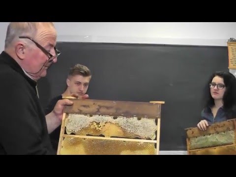 985 Apicultura Val unei functii intr-un punct Sume Analiza combinatorica Binomul lui Newton Cls 11