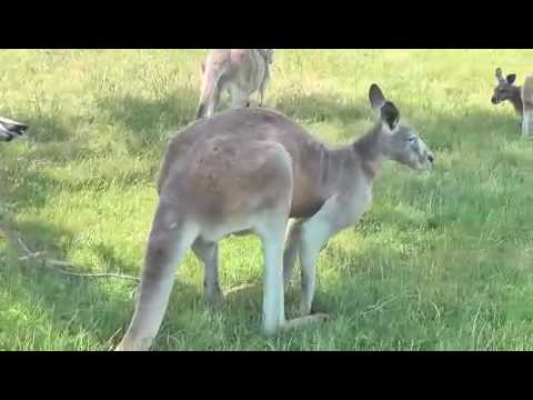 kangaroes.m4v