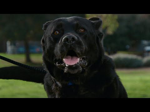 Dash, the recent rescue | Chewy commercial